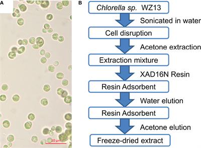 Anti-Inflammatory Effect of Acetone Extracts from Microalgae Chlorella sp. WZ13 on RAW264.7 Cells and TPA-induced Ear Edema in Mice